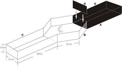 Shyer fish are superior swimmers in Siberian sturgeon (Acipenser baerii)